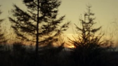 Dağ tepelerinde çam ağaçları yetişiyor. Dağ arazisi ormanları çevreledi 