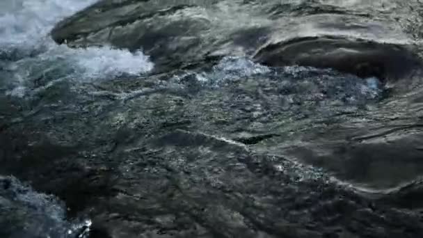 Corriente salvaje de agua clara. Abundante río de montaña que fluye en los Cárpatos. — Vídeos de Stock