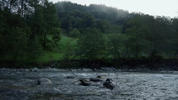돌로 된 급류를 통과하는 야생의 흐름. 산의 강 과 숲의 모습. — 비디오