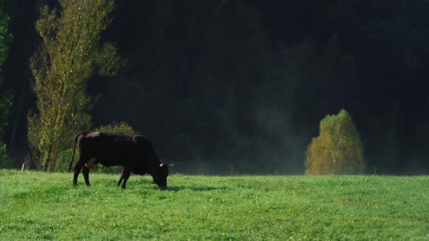 Livestock grazing at countryside. Black cow eating green grass in mountains. — Stock Video