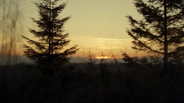 Солнце садится за горы. Сосны, растущие в лесу на закате — стоковое видео