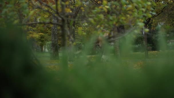 Longo tiro de idade par de homem amoroso e mulher andando na natureza no parque de outono — Vídeo de Stock