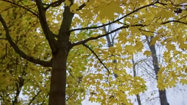 Prachtige herfstbladeren op esdoorn boom buiten. Kleurrijke bomen. — Stockvideo