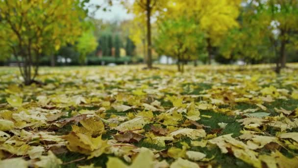 Złote liście na ziemi w parku. Jesienny park pokryty żółtymi liśćmi. — Wideo stockowe