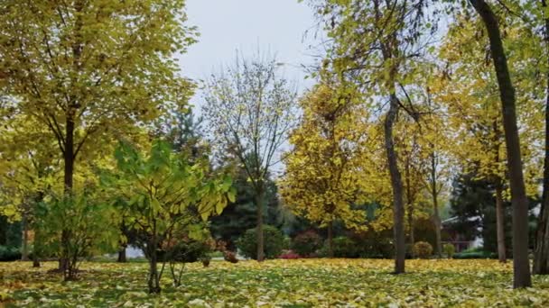 Alam yang indah di taman musim gugur. Pohon dengan perubahan warna daun di luar. — Stok Video