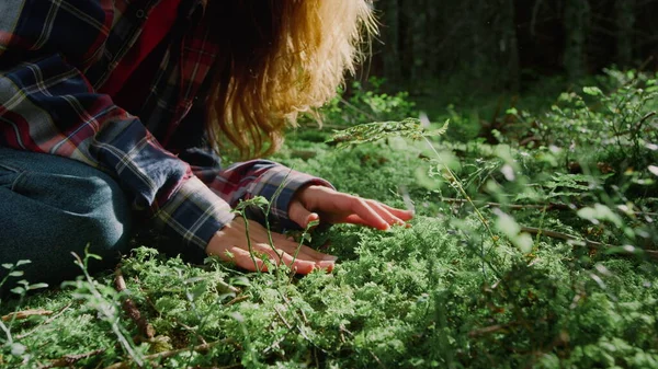A nő keze zöld füvet tapogat az erdőben. Turisztikai felfedező nyári természet — Stock Fotó