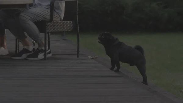 Netter Welpe, der in der Nähe von Menschen auf dem Hinterhof steht. Kleiner Hund atmet draußen schwer — Stockfoto