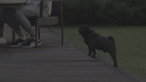 Arka bahçedeki insanların yanında duran sevimli köpek yavrusu. Küçük köpek dışarıda zor nefes alıyor. — Stok video