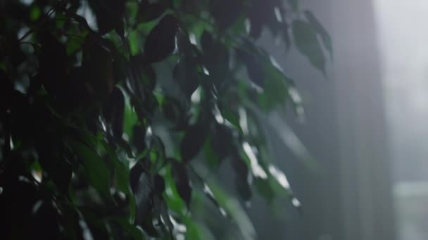 Зеленый чехол в горшочке, стоящий у окна. Городские джунгли в гостиной. — стоковое видео