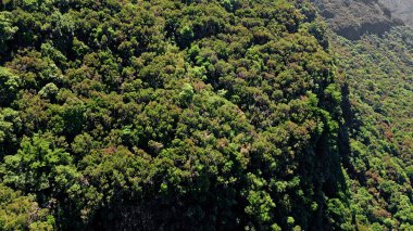 Dik yamaçlı yeşil orman yamaçları. Dağların engebeli arazisi yemyeşil bitki örtüsü ile kaplıydı. Rocky Highland 'da yetişen yoğun, canlı ormanlık. Resimli orman tepeleri manzarası