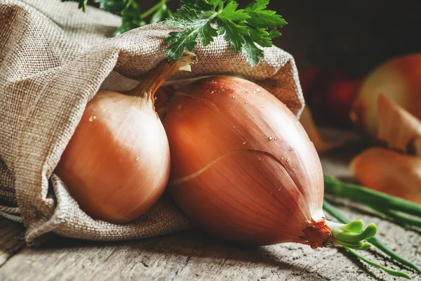 Cebolas amarelas germinadas em um saco de serapilheira — Fotografia de Stock