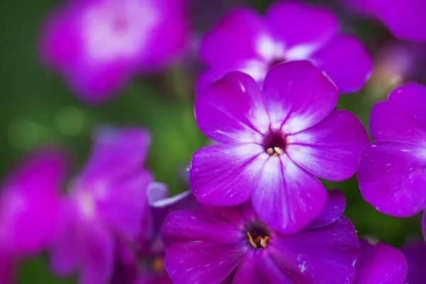 Natural summer blurred background with lilac flowers — Stock Photo, Image