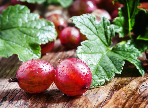 Fresh summer red gooseberries with leaves — Stockfoto