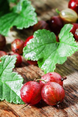 Fresh summer red gooseberries with leaves 