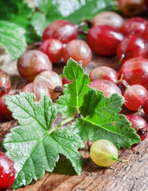 Fresh summer red gooseberries with leaves 