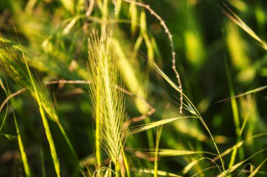 Abstract natural background with green summer grass