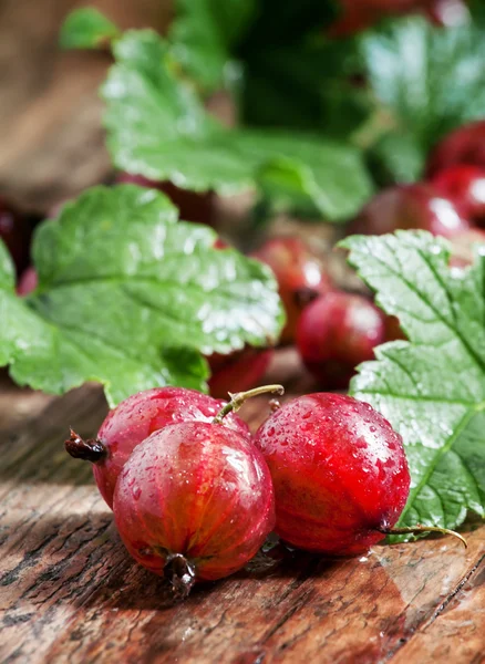 Fresh summer red gooseberries with leaves — Stockfoto