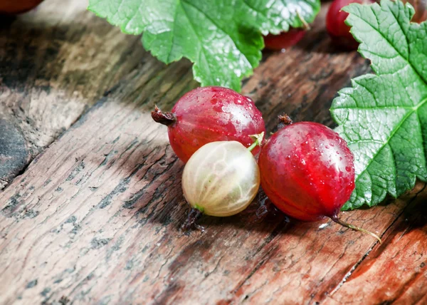 Fresh summer red gooseberries with leaves — Stok fotoğraf