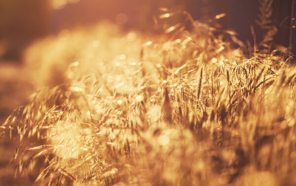 Summer background, landscape at sunset,