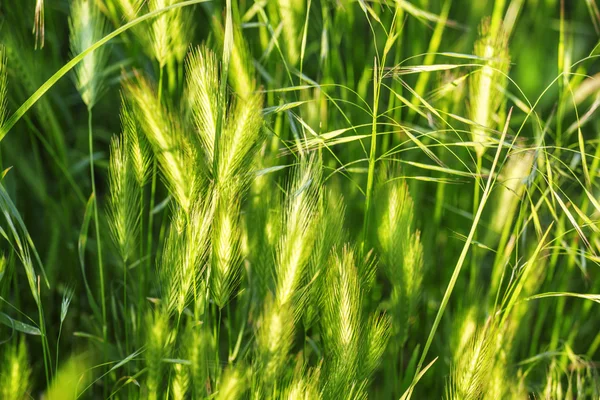 Abstract natural background with green summer grass — Stok fotoğraf