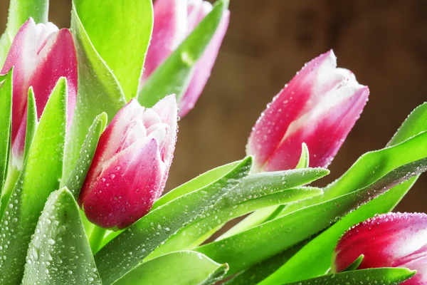 Ramo de hermosos tulipanes rosados y blancos con gotas de rocío —  Fotos de Stock