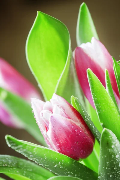 Buquê de belas tulipas rosa e branca com gotas de orvalho — Fotografia de Stock