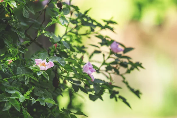 ピンクの花で春の緑自然の背景 — ストック写真