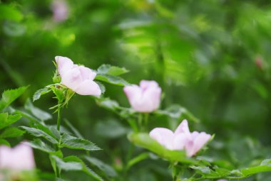 Pembe çiçekli bahar yeşil doğal arka plan 