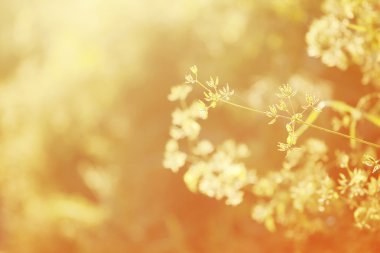 Yaz arka plan, gün batımında çimen