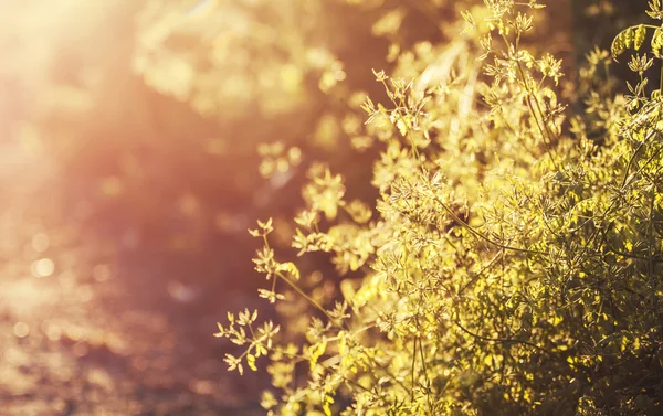 Літній фон, трава на заході сонця — стокове фото