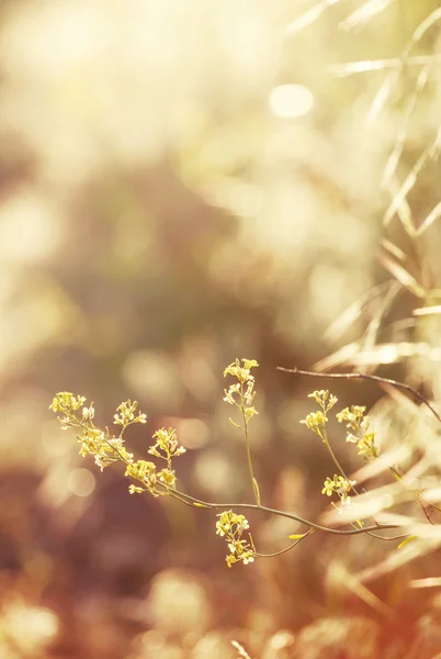 Summer background, landscape at sunset, — Stock Photo, Image