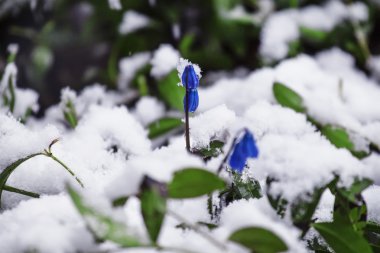 Bahar frosts: çim ve çiçek kar altında