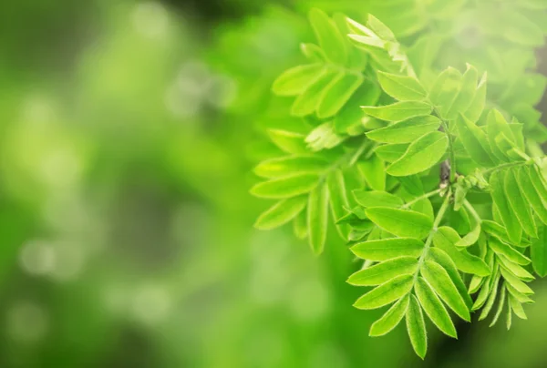 Spring green leaves natural background — Stock Photo, Image