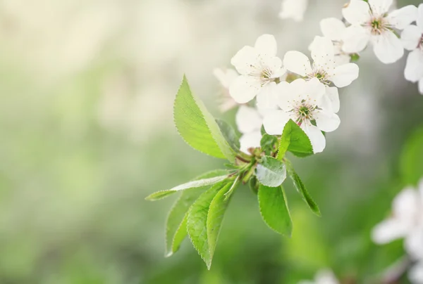 Spring background with blooming cherry trees — Stock Photo, Image