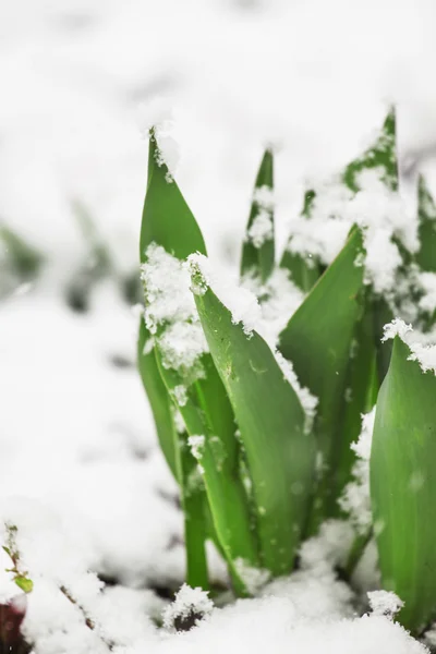 Escarcha de primavera: hierba y flores bajo la nieve —  Fotos de Stock