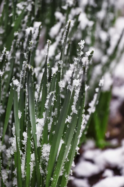 Bahar frosts: çim ve çiçek kar altında — Stok fotoğraf