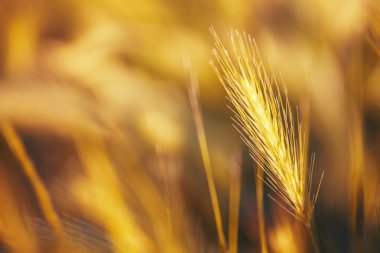 Spikelets altın rengi, arkadan aydınlatmalı, doğal yaz arka plan