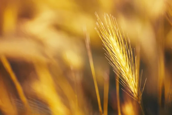 Spikelets gold color, backlit, natural summer background — Stock Image Spikelets gold color, backlit, natural summer background Stock Picture