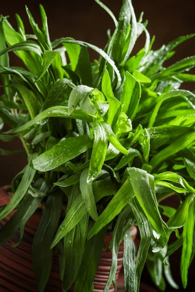 Frischer grüner Estragon im Balken — Stockfoto