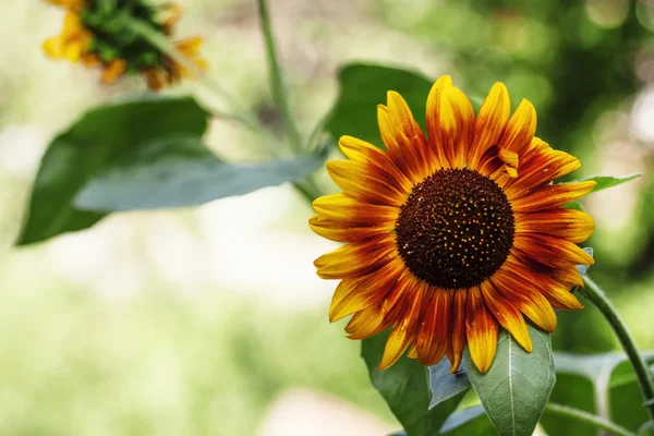 Beautiful summer sunflowers — Stock Photo, Image