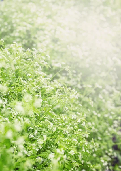 Primavera desenfocada fondo verde natural con una hoja de hierba — Foto de Stock