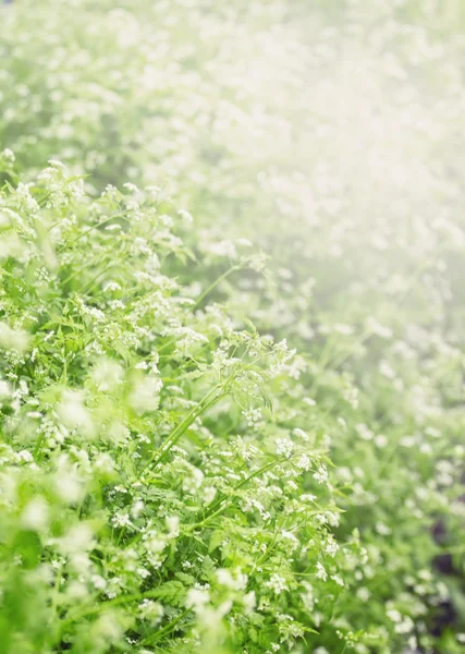 Izvor defocalizat fundal verde natural cu o lamă de iarbă — Fotografie, imagine de stoc