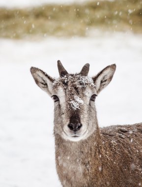 Vahşi mavi koyun Pseudois nayaur