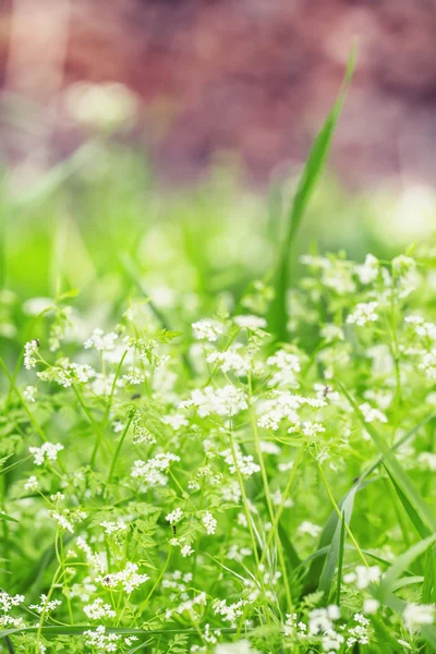 Primavera desfocada fundo verde natural com uma lâmina de grama — Fotografia de Stock