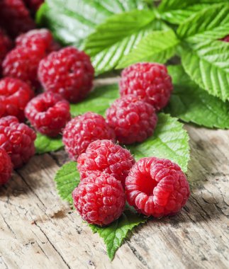 Bush taze Bahçe ahududu koparıp 