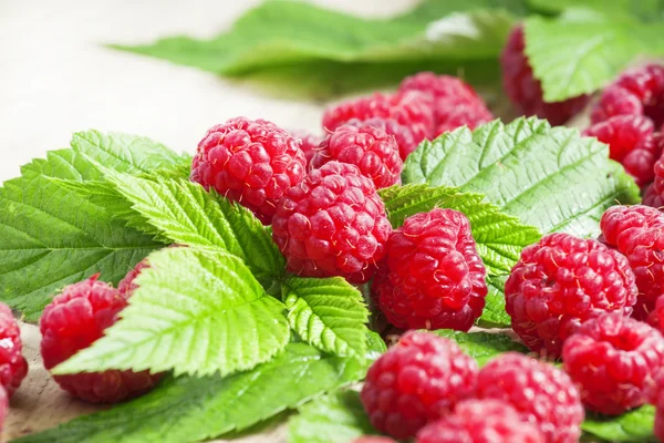 Vom Strauch gepflückt frische Garten-Himbeeren — Stockfoto