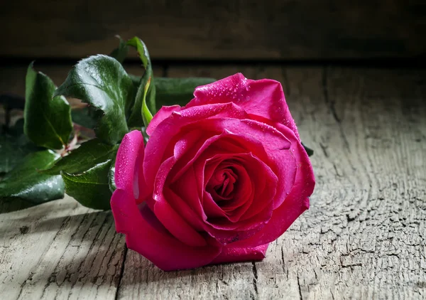 Rosa bonita rosa com gotas de água nas pétalas — Fotografia de Stock