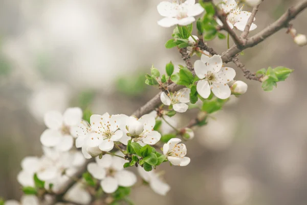 Spring blurred natural background with blossoming plum tree — Stock Photo, Image
