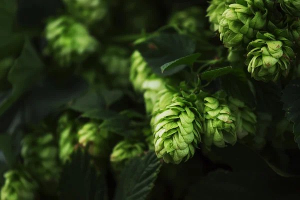 Coni di luppolo su un cespuglio, sfondo naturale di sfocatura verde scuro — Foto Stock