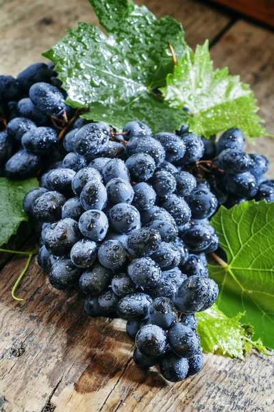 Uvas frescas húmedas de color azul oscuro con hojas — Foto de Stock